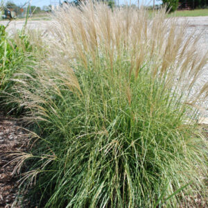 Adagio Maiden Grass (Miscanthus sinensis 'Adagio') - 3 gallon