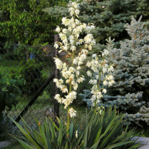 Adam's Needle (Yucca filamentosa) - 2 gallon