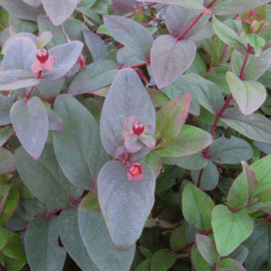 Albury Purple St. Johnswort (Hypericum x inodorum 'Albury Purple') - 2 gallon 12"