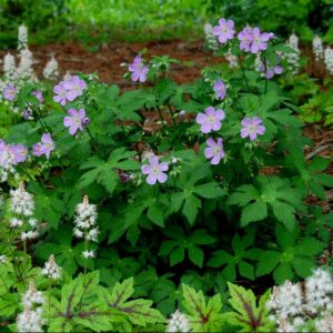 American Cranesbill (Geranium maculatum) - 1 gallon