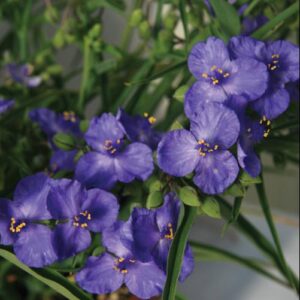 Amethyst Kiss™ Spiderwort (Tradescantia amethyst 'Kiss') - 1 gallon
