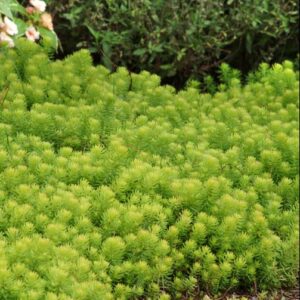 Angelina Stonecrop (Sedum sedum 'Angelina') - 1 gallon