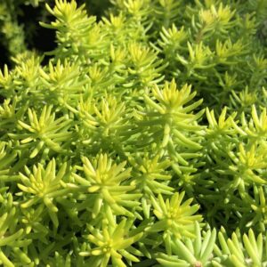 Angelina’s Teacup Stonecrop (Sedum angelinas 'Teacup') - QT