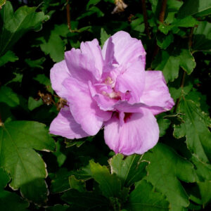 Ardens Rose of Sharon (Hibiscus syriacus 'Ardens') - 3 gallon TREE