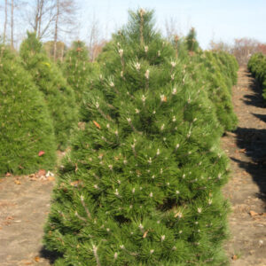 Austrian Pine (Pinus nigra) - 1 gallon 12"