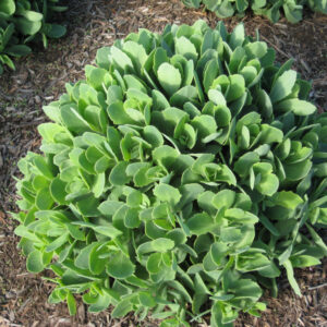 Autumn Joy Stonecrop (Sedum 'Autumn Autumn Joy') - QT