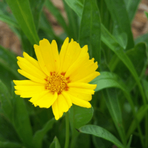 Baby Sun Tickseed (Coreopsis grandiflora 'Baby Sun') - QT
