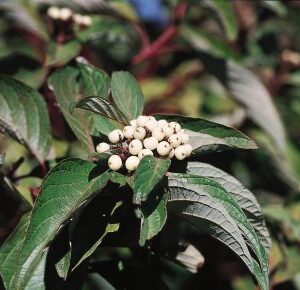 Bailey Red Twig Dogwood (Cornus stolonifera 'Baileyi') - 3 gallon 18"
