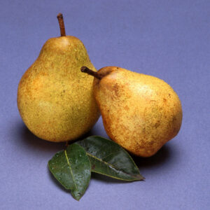 Bartlett Pear (Pyrus 'Fruit Bartlett') - 2 gallon 36"