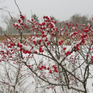 Berry Heavy® Winterberry Holly (Ilex verticillata 'Berry Heavy') - QT