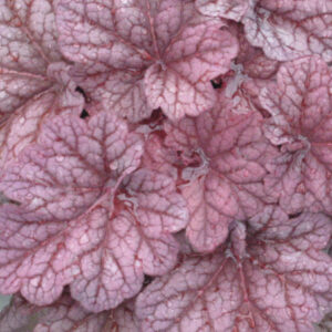 Berry Smoothie Coral Bells (Heuchera 'Berry Berry Smoothie') - 1 gallon