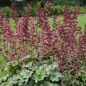 Berry Timeless Coralbells (Heuchera 'Berry Timeless') - QT
