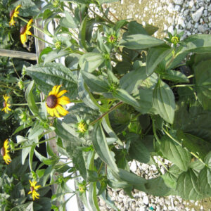 Black-Eyed Susan (Rudbeckia fulgida 'Goldsturm') - QT