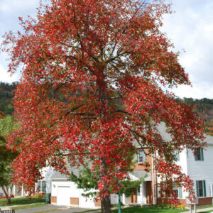 Black Gum (Nyssa sylvatica) - 3 gallon
