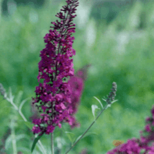 Black Knight Butterfly Bush (Buddleia davidii 'Black Night') - 3 gallon