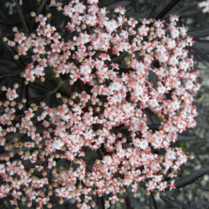 Black Lace® Elderberry (Sambucus nigra 'Eva') - 3 gallon 18"