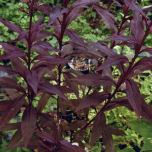 Black Truffle Cardinal Flower (Lobelia C 'Black Truffle') - QT