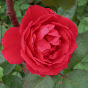 Blaze Climbing Rose (Rosa CL 'Blaze') - 1 gallon