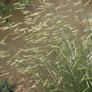 Blonde Ambition Blue Grama Grass (Bouteloua 'Blonde Ambition') - 3 gallon