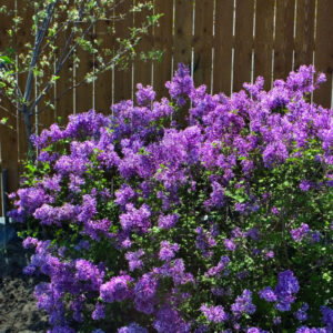 Bloomerang® Dark Purple Lilac (Syringa x 'Penda') - 3 gallon STD 12" HD