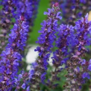 Blue Bouquetta® Catmint (Salvia blue 'Bouquetta') - 1 gallon