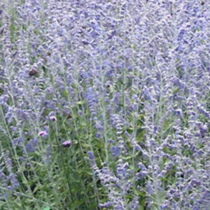 Blue Jean Baby Russian Sage (Perovskia atriplicifolia 'Blue Jean Baby') - 1 gallon