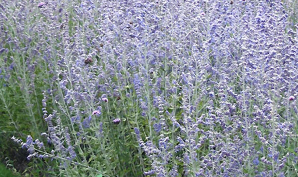 Blue Jean Baby Russian Sage (Perovskia atriplicifolia 'Blue Jean Baby') - QT