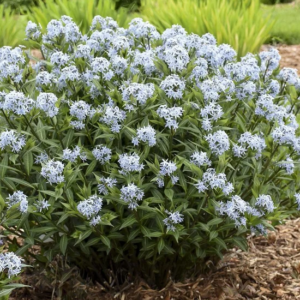 Blue Star Amsonia (Amsonia starstruck) - 1 gallon