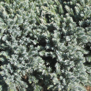 Blue Star Juniper (Juniperus squamata 'Blue Star') - 2 gallon 8"