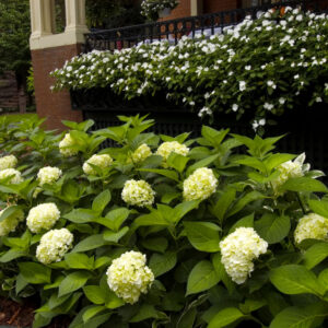 Blushing Bride® Hydrangea (Hydrangea macrophylla 'Blushing Bride') - 2 gallon