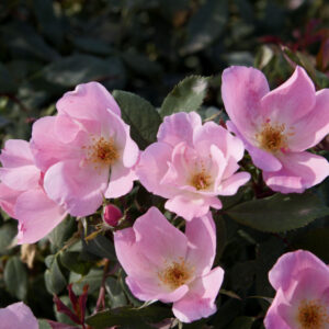 Blushing Knock Out® Rose (Rosa K.O 'Radyod') - 2 gallon