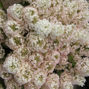 Bobo® Panicle Hydrangea (Hydrangea paniculata 'Bobo') - 2 gallon