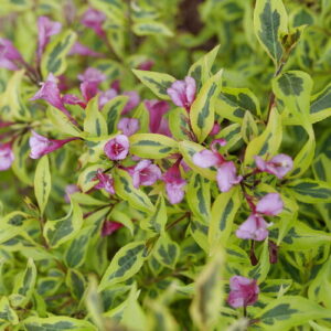 Bubbly Wine® Weigela (Weigela bubbly 'Wine') - QT