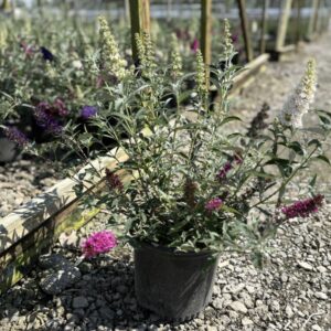 Buddleia Perfecta Trifecta (Buddleia davidii BUZZ series ‘Sky Blue’, ‘Hot Raspberry’, “ivory’) - 1 gallon