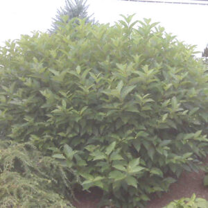 Button Bush (Cephalanthus occidentalis) - 2 gallon 12"