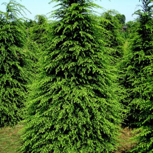 Canadian Hemlock (Tsuga canadensis) - 1 gallon 8-10"