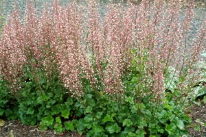 Champagne Bubbles Coral Bells (Heuchera champagne) - 1 gallon