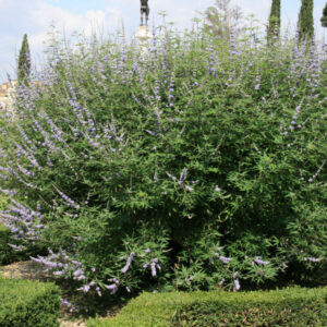 Chastetree/ Monk's Pepper (Vitex agnus castus 'Agnus-Castus') - 3 gallon 18"