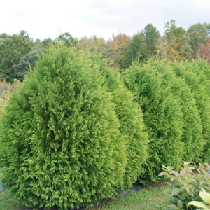 Cheer Drops® Arborvitae (Thuja occidentalis 'Cheer Drops') - 3 gallon