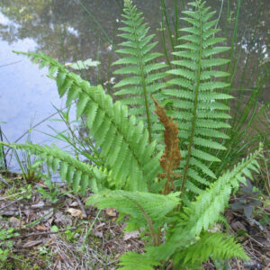Cinnamon Fern (Osmundastrum 'Cinnamon') - 1 gallon