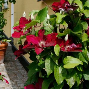 Clematis Jie™ (Clematis 'Jie') - 1 gallon