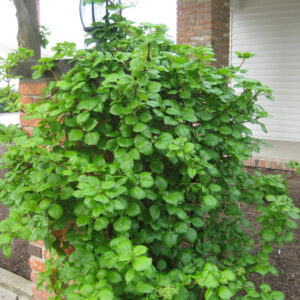 Climbing Hydrangea (Hydrangea 'Petiolaris') - QT