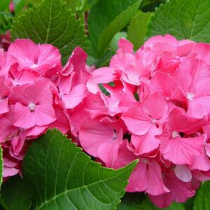 Color Fantasy® Hydrangea (Hydrangea macrophylla 'Color Fantasy') - 1 gallon