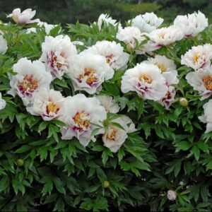 Cora Louise Itoh Peony (Paeonia x 'Cora Louise') - 2 gallon