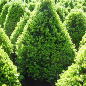 Cranberry Creek Boxwood (Buxus x 'Cranberry Creek') - 3 gallon 24"