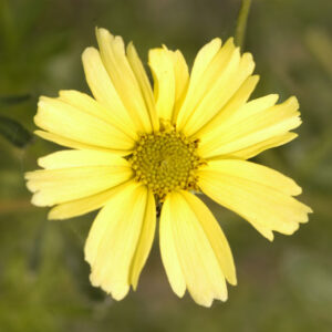 Creme Brulee™ Tickseed (Coreopsis verticillata 'Creme Brulee') - 1 gallon
