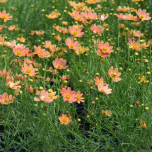 Creme Caramel™ Tickseed (Coreopsis verticillata 'Novcorcar') - QT