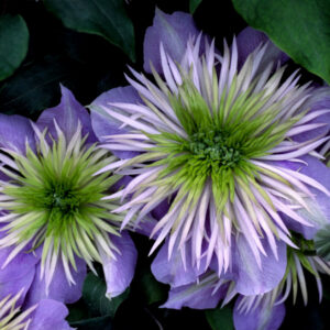 Crystal Fountain™ Clematis (Clematis crystal 'Crystal Fountain') - 1 gallon