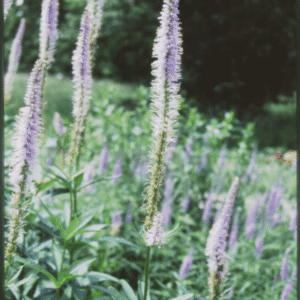 Culver's Root (Veronicastrum virginicum) - 1 gallon