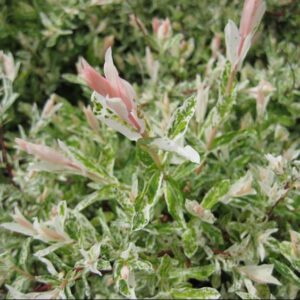 Dappled Willow (Salix integra 'Hakuro Nishiki') - 3 gallon 15"